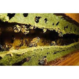 Própolis Verde - Concentração (30%) - 1 Litro